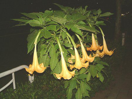 GWFXEgybgEc[(Angel's trumpet tree)