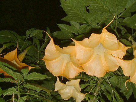 GWFXEgybgEc[(Angel's trumpet tree)