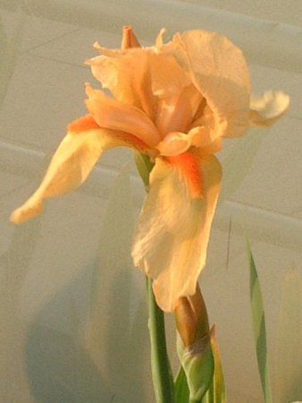 W[}EACX(German iris)