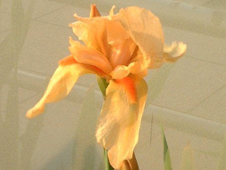 W[}EACX(German iris)