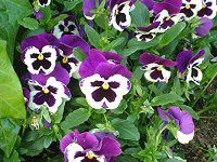 pW[(Pansy)