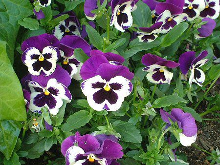 パンジー Pansy かぎけんweb パンジー Pansy かぎけんweb