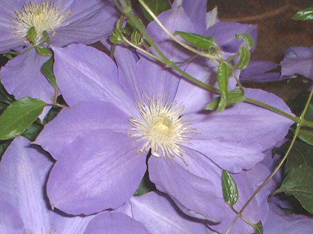N}`X(Clematis)