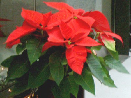 |CZ`A(Poinsettia)