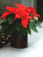 |CZ`A(Poinsettia)