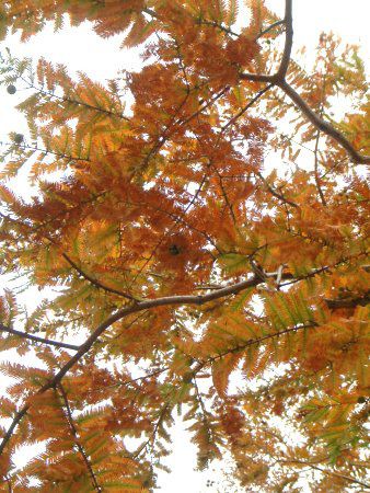 メタセコイア Metasequoia かぎけんweb