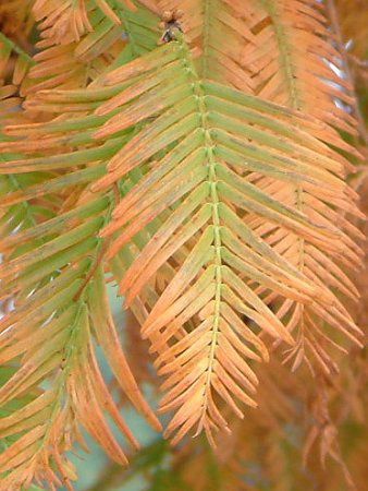 メタセコイア Metasequoia かぎけんweb