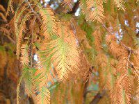 ^ZRCA(Metasequoia)