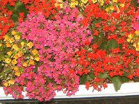 JRG(Kalanchoe)