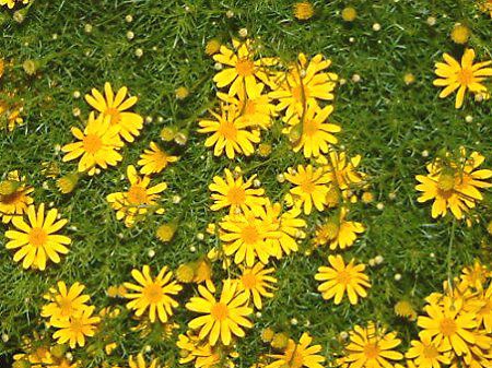 _[xOf[W[(Dahlberg daisy)