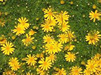 _[xOf[W[(Dahlberg daisy)