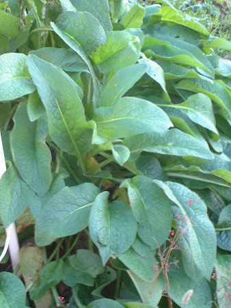 Rt[(Comfrey)