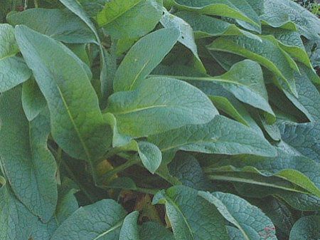 Rt[(Comfrey)