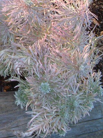 アサギリソウ 朝霧草 かぎけんweb アサギリソウ 朝霧草 かぎけんweb