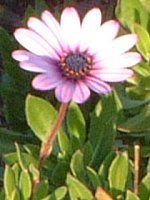 IXeIXy}iOsteospermumj