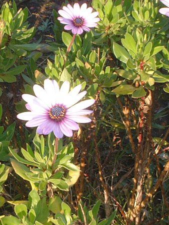 IXeIXy}(Osteospermum)