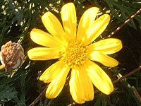 [IvXf[W[(Euryops daisy)