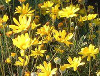 [IvXf[W[(Euryops daisy)