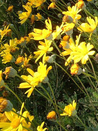 ���[���I�v�X�f�[�W�[(Euryops daisy)