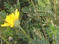 [IvXf[W[(Euryops daisy)