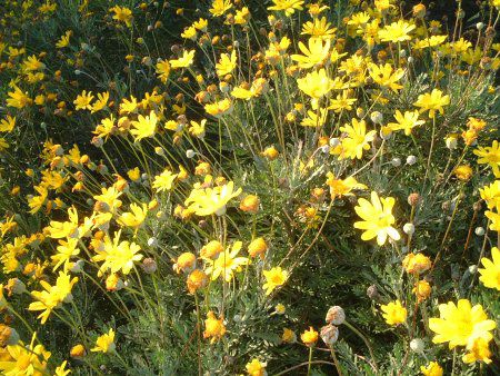 ���[���I�v�X�f�[�W�[(Euryops daisy)