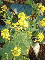 [IvXf[W[(Euryops daisy)