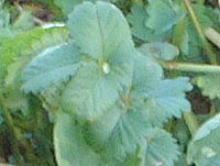 T_o[lbg(Salad Burnet)