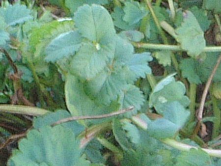 T_o[lbg(Salad Burnet)