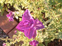 yCebhZ[W(Painted Sage)