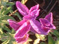 yCebhZ[W(Painted Sage)