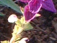 yCebhZ[W(Painted Sage)