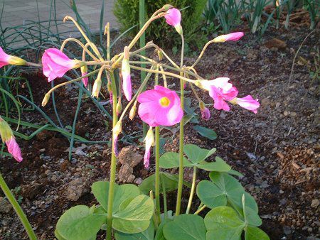 ILUXE{[EB(Oxalis bowiei)