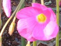 ILUXE{[EB(Oxalis bowiei)