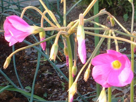 ILUXE{[EB(Oxalis bowiei)