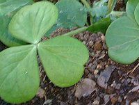 ILUXE{[EB(Oxalis bowiei)