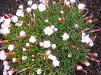 ILUXEo[VJ[(Oxalis versicolor)