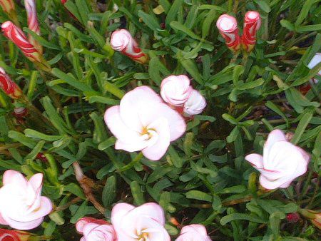 オキザリス バーシカラー Oxalis Versicolor かぎけんweb