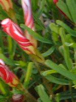 ILUXEo[VJ[(Oxalis versicolor)