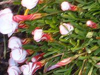 ILUXEo[VJ[(Oxalis versicolor)