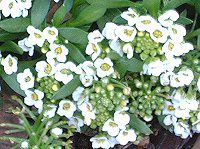 XC[gAbT(Sweet alyssum)