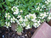 XC[gAbT(Sweet alyssum)