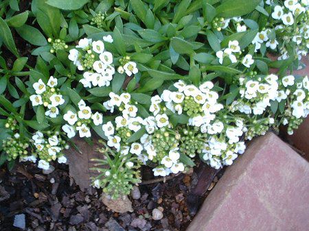 XC[gAbT(Sweet Alyssum)