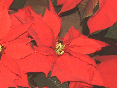 |CZ`A(Poinsettia)