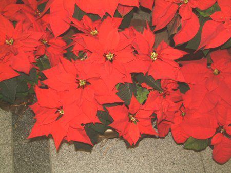 |CZ`A(Poinsettia)