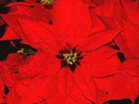 |CZ`A(Poinsettia)