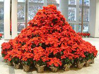 |CZ`A(Poinsettia)