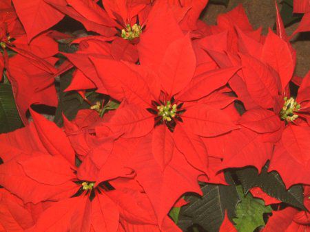 |CZ`A(Poinsettia)