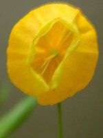 �T���_�[�\�j