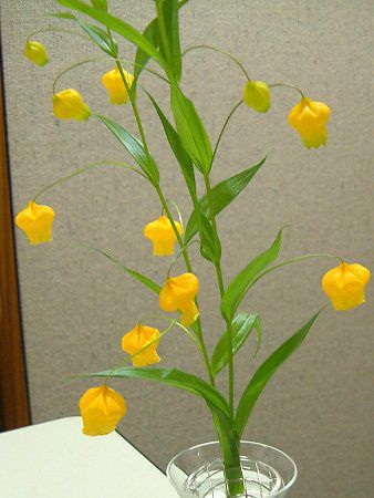 T_[\jA(Sandersonia aurantiaca)