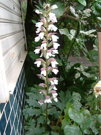 AJTX(Acanthus)